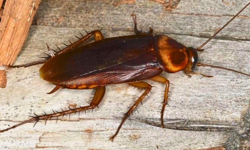Australian Cockroach in Kitchen