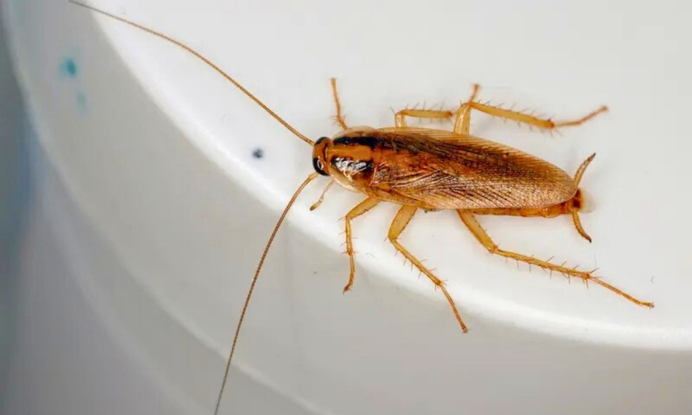 German Cockroach in Kitchen