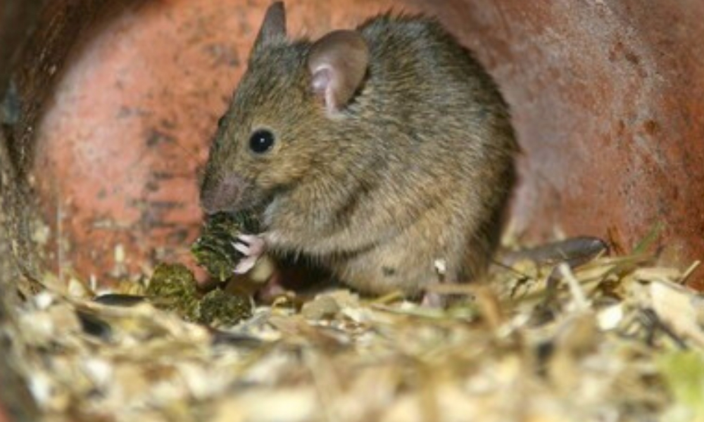 House Mouse (Mus musculus)