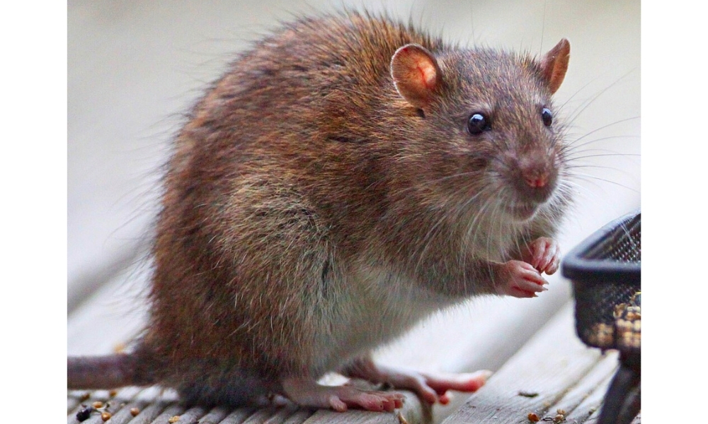 Norway Rat (Rattus norvegicus)