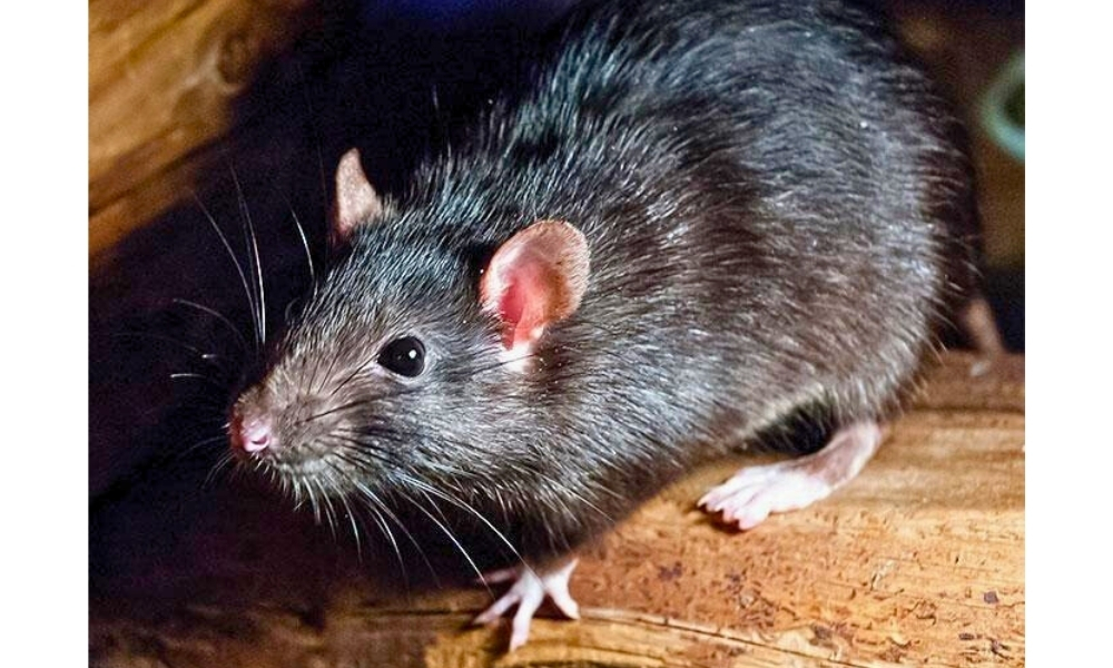 Roof Rat (Rattus rattus)