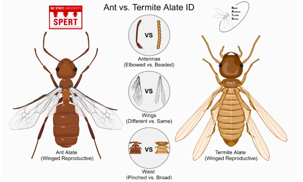 Ants vs Termite